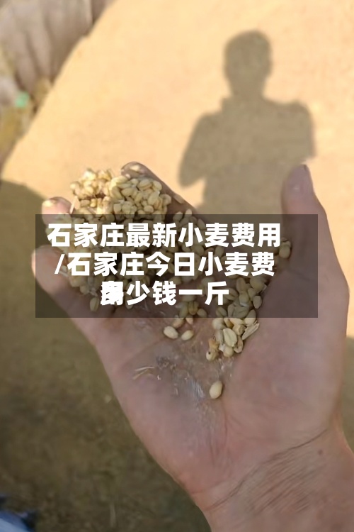 石家庄最新小麦费用/石家庄今日小麦费用多少钱一斤