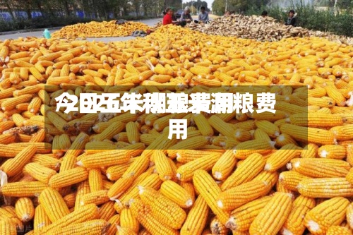 今日玉米潮粮费用/2026年秋玉米潮粮费用