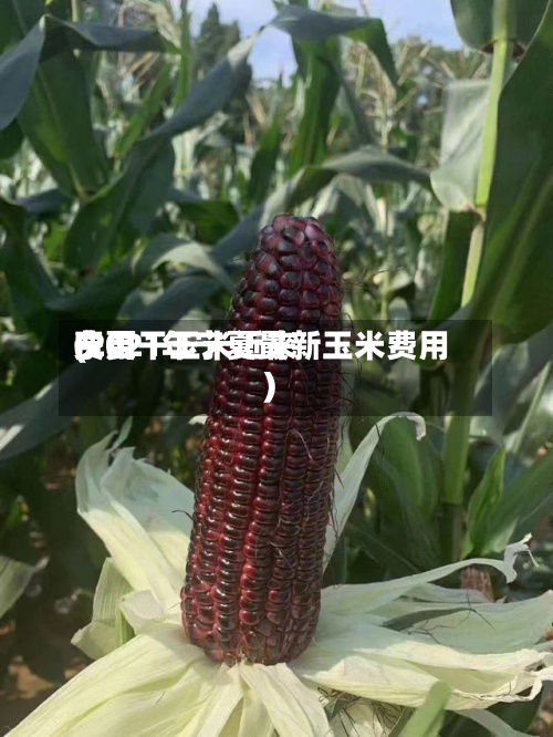 宁夏干玉米近来费用(2021年宁夏最新玉米费用)