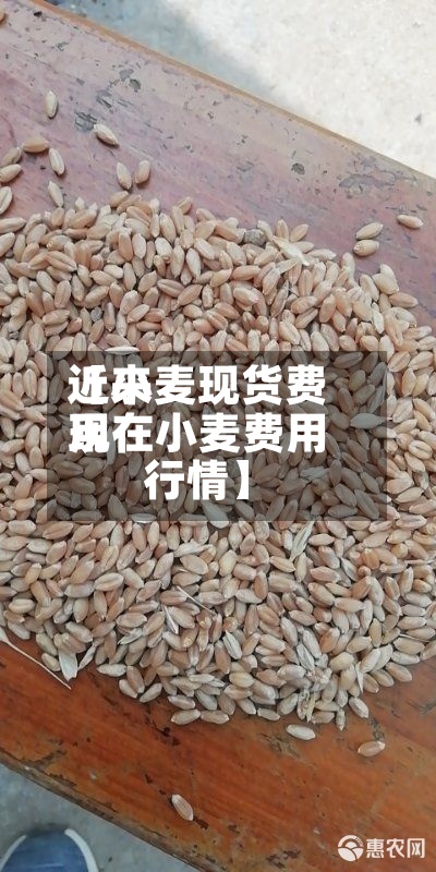 近来
【小麦现货费用
现在小麦费用
行情】