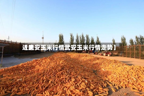 近来【武安玉米行情武安玉米行情走势】