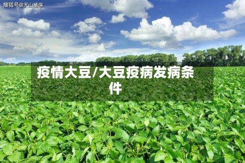 疫情大豆/大豆疫病发病条件