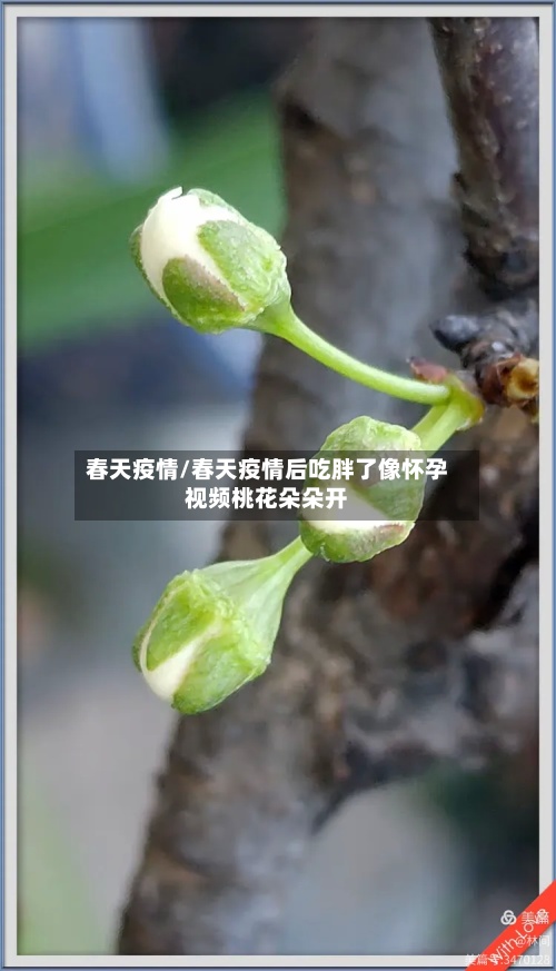 春天疫情/春天疫情后吃胖了像怀孕视频桃花朵朵开
