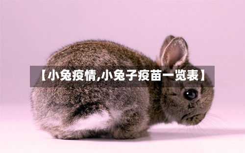 【小兔疫情,小兔子疫苗一览表】