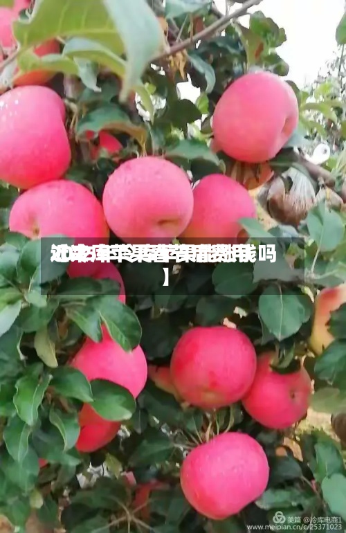 近来【冷库苹果春节后费用2025年冷库苹果能涨钱吗】