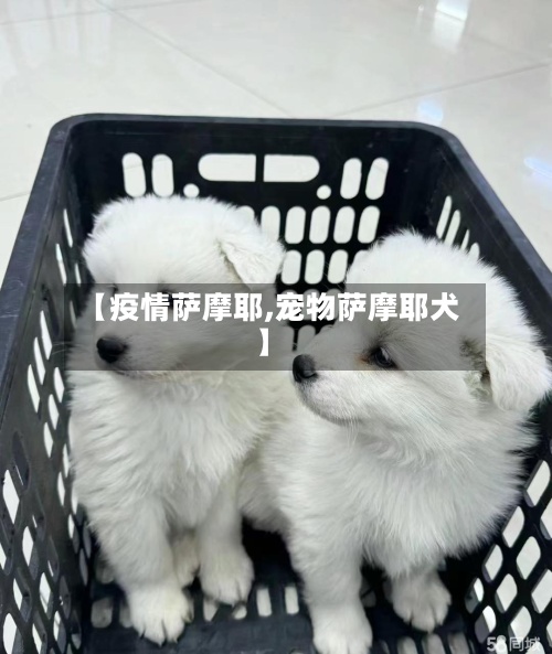 【疫情萨摩耶,宠物萨摩耶犬】-第3张图片