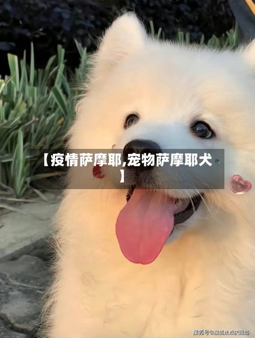 【疫情萨摩耶,宠物萨摩耶犬】