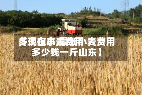 【现在小麦费用
多少山东,最新小麦费用
多少钱一斤山东】-第2张图片