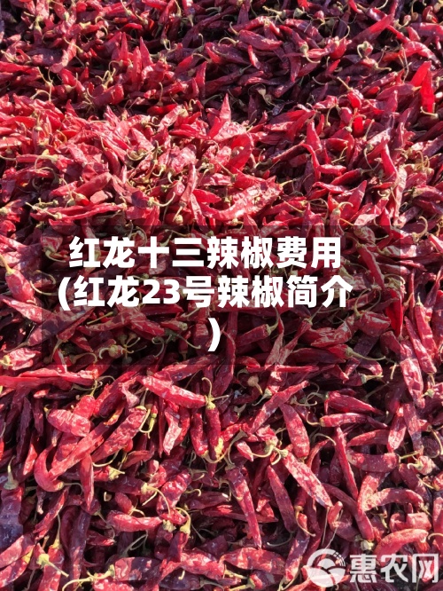 红龙十三辣椒费用(红龙23号辣椒简介)