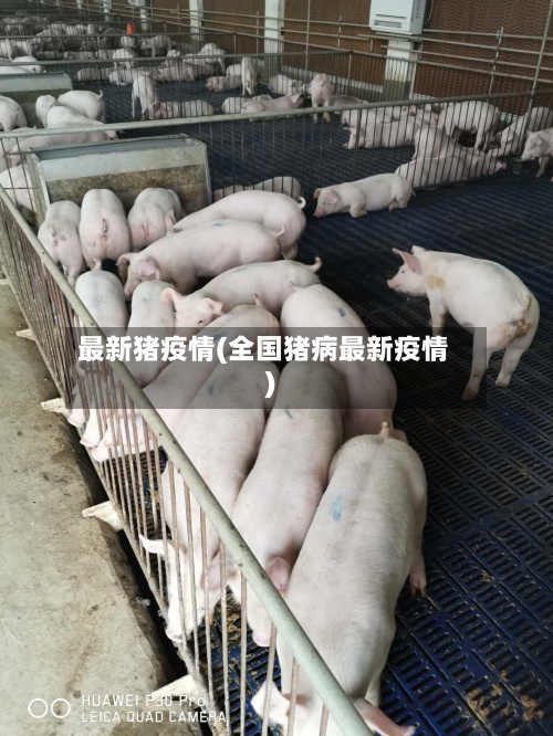 最新猪疫情(全国猪病最新疫情)