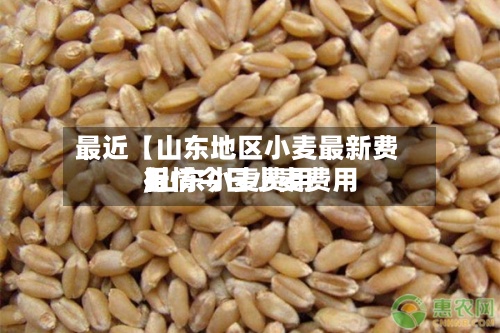 最近【山东地区小麦最新费用,山东小麦费用行情今日小麦费用】