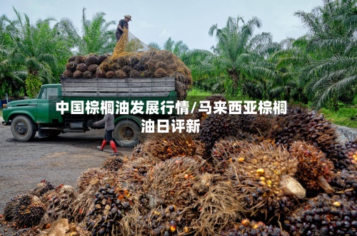 中国棕榈油发展行情/马来西亚棕榈油日评新-第3张图片