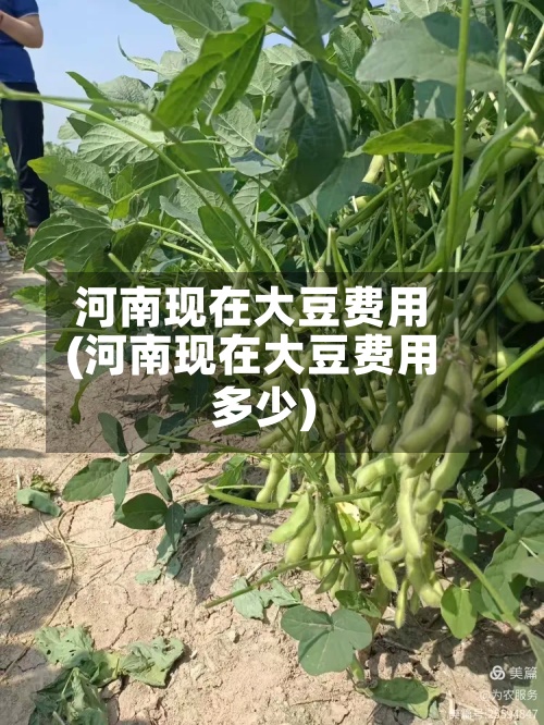 河南现在大豆费用
(河南现在大豆费用
多少)-第2张图片