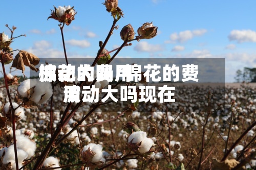 棉花的费用波动大吗/棉花的费用波动大吗现在