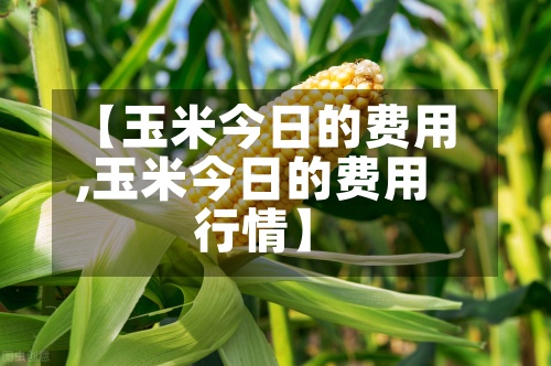 【玉米今日的费用,玉米今日的费用行情】