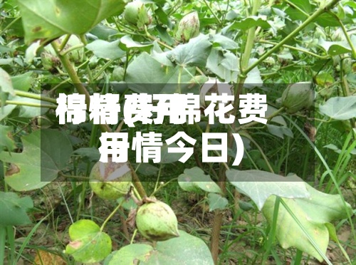 棉籽费用
行情(籽棉花费用
行情今日)-第3张图片