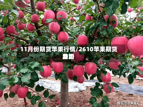 11月份期货苹果行情/2610苹果期货费用趋势