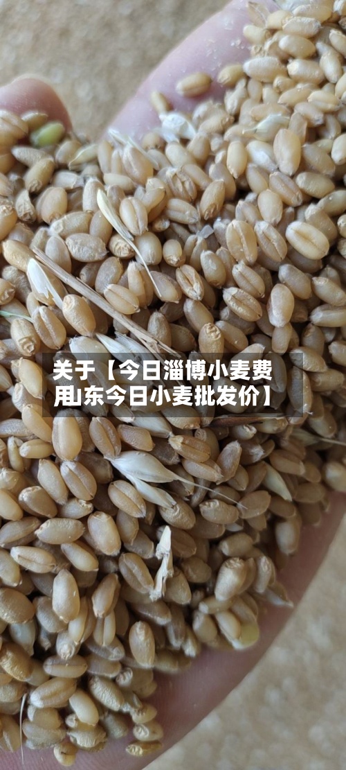 关于【今日淄博小麦费用
,山东今日小麦批发价】-第3张图片