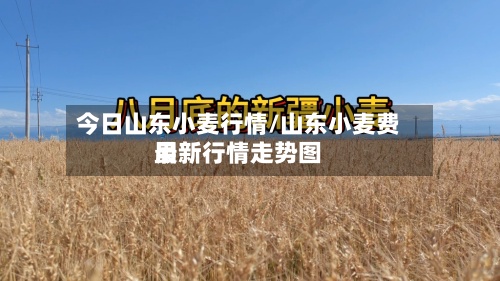 今日山东小麦行情/山东小麦费用最新行情走势图