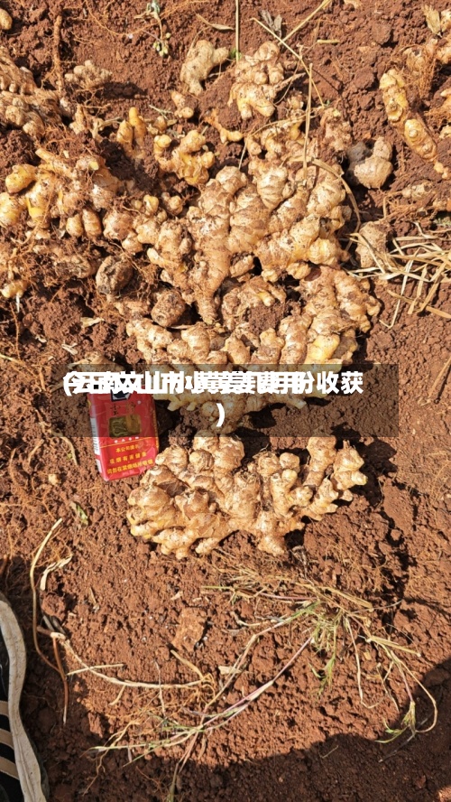 今日文山市小黄姜费用(云南文山小黄姜几月份收获)-第3张图片