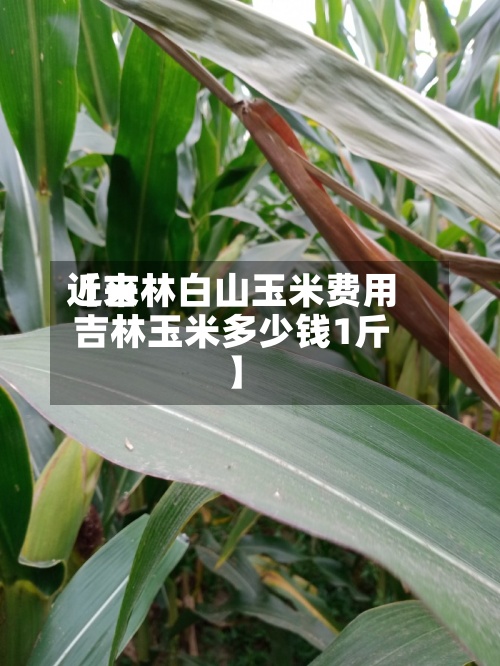 近来【吉林白山玉米费用吉林玉米多少钱1斤】