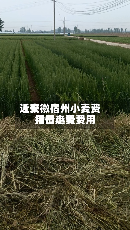 近来【安徽宿州小麦费用今日小麦费用行情走势】