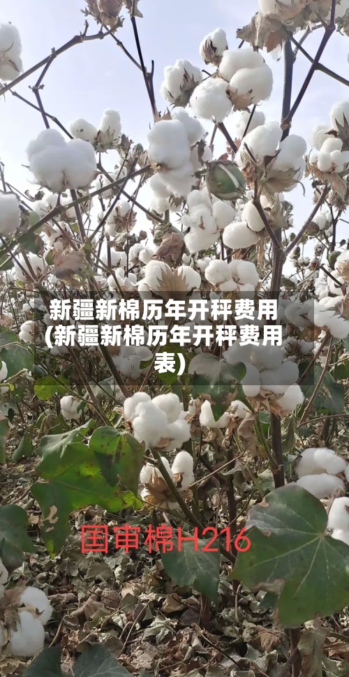新疆新棉历年开秤费用(新疆新棉历年开秤费用表)