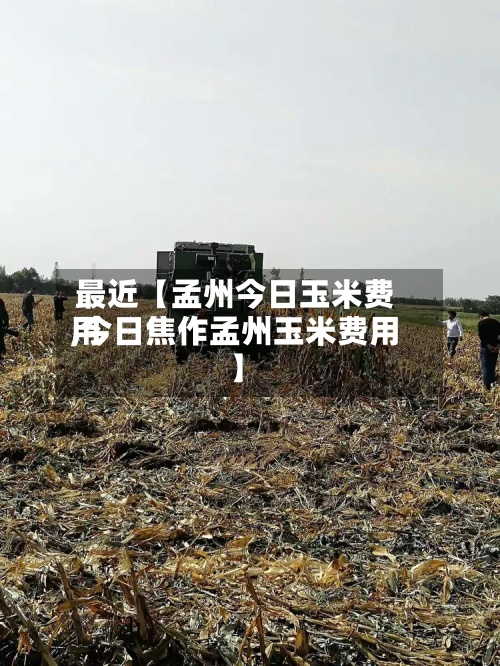 最近【孟州今日玉米费用
,今日焦作孟州玉米费用
】-第2张图片