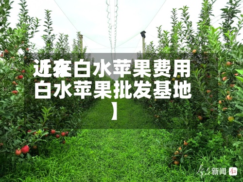 近来【在白水苹果费用白水苹果批发基地】