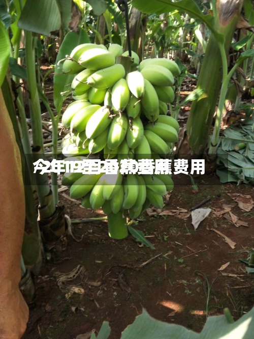 今年12月香蕉费用/2019至2020香蕉费用