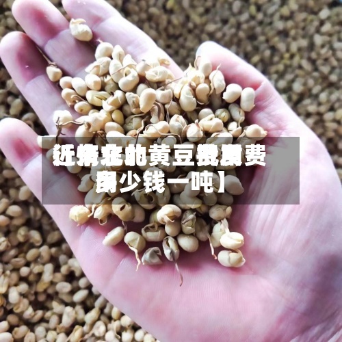 近来【东北的黄豆费用行情东北黄豆批发费用多少钱一吨】