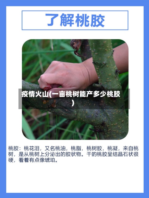 疫情火山(一亩桃树能产多少桃胶)-第2张图片