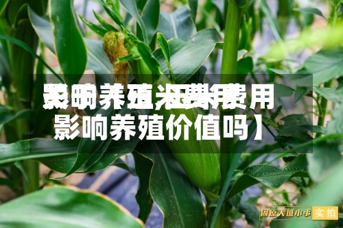 关于【玉米费用影响养殖,玉米费用影响养殖价值吗】