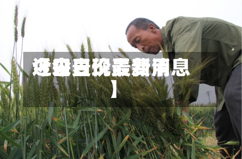 近来【今日现麦费用今日麦价最新消息】