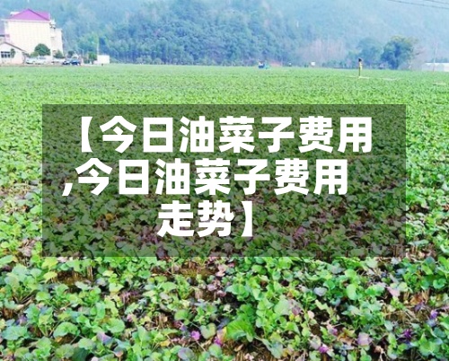 【今日油菜子费用
,今日油菜子费用
走势】-第2张图片