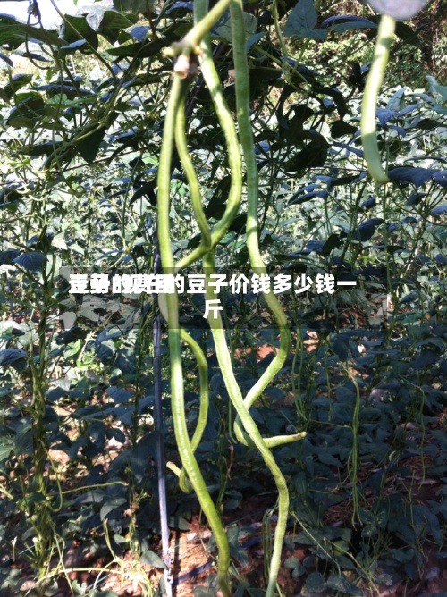 豆子的费用走势/现在的豆子价钱多少钱一斤