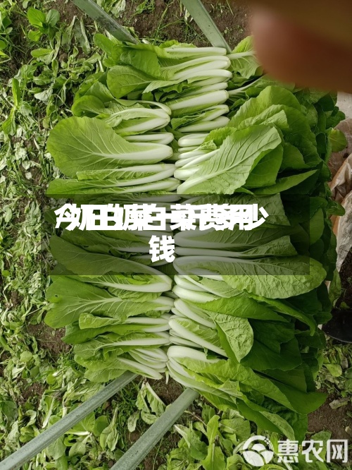 今日奶白菜费用
/奶白菜一斤多少钱-第2张图片