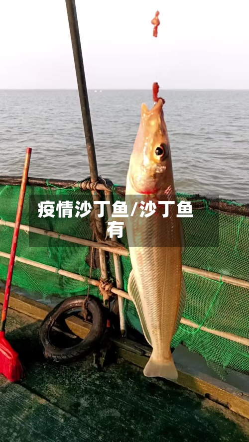 疫情沙丁鱼/沙丁鱼有-第2张图片