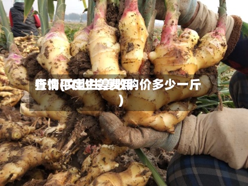 查询平度生姜费用行情(文山生姜收购价多少一斤)