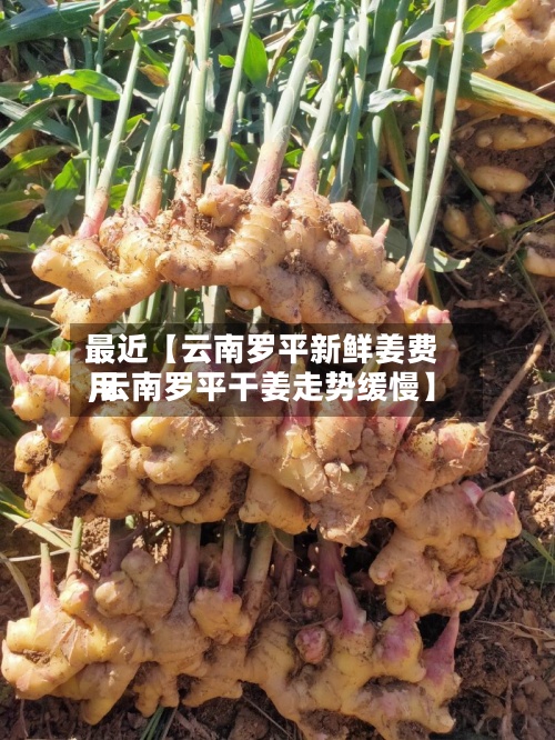 最近【云南罗平新鲜姜费用
,云南罗平干姜走势缓慢】-第2张图片