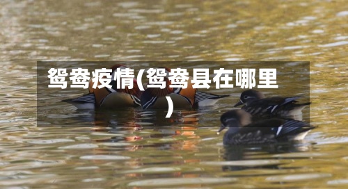 鸳鸯疫情(鸳鸯县在哪里)-第2张图片