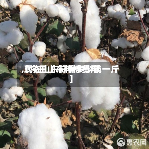 【今日山东籽棉费用
,现在山东籽棉多少钱一斤】-第2张图片
