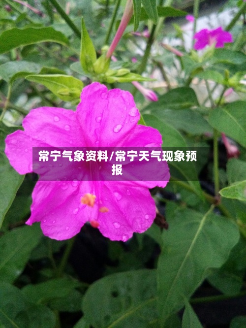 常宁气象资料/常宁天气现象预报