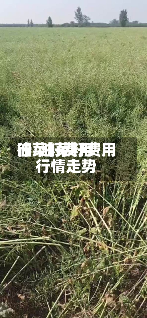 油菜籽费用
行/油菜籽费用
行情走势-第2张图片
