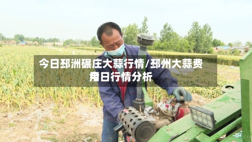 今日邳洲碾庄大蒜行情/邳州大蒜费用
今日行情分析-第2张图片