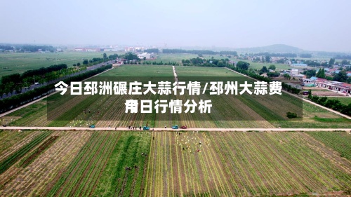 今日邳洲碾庄大蒜行情/邳州大蒜费用今日行情分析
