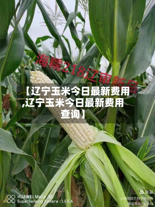 【辽宁玉米今日最新费用
,辽宁玉米今日最新费用
查询】-第2张图片