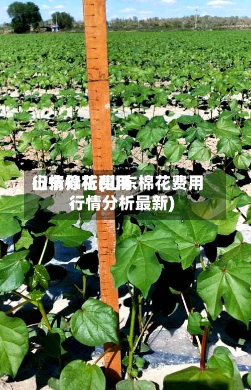 山东棉花费用
行情分析(山东棉花费用
行情分析最新)-第2张图片
