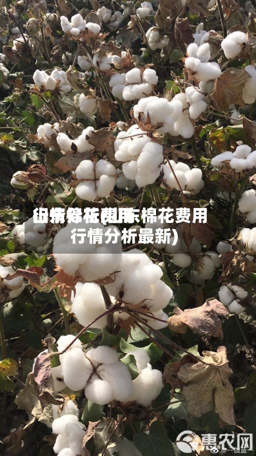 山东棉花费用行情分析(山东棉花费用行情分析最新)