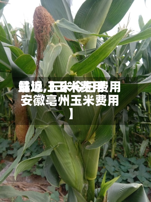 最近【玉米费用蚌埠,玉米今日费用安徽亳州玉米费用】